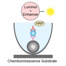 Enhanced Chemiluminescent Substrate (Custom fill )